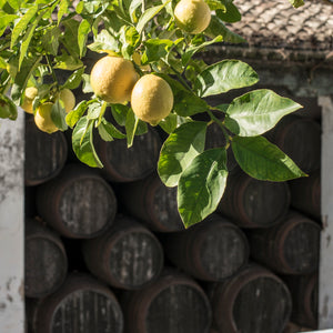 Reserva Sherry Vinegar - Vinegar Shed