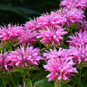 Épices de Cru Bee Balm - Vinegar Shed