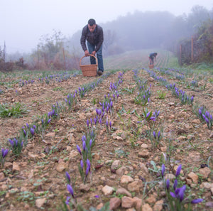 Safrà del Montsec - Organic Saffron 2g - Vinegar Shed